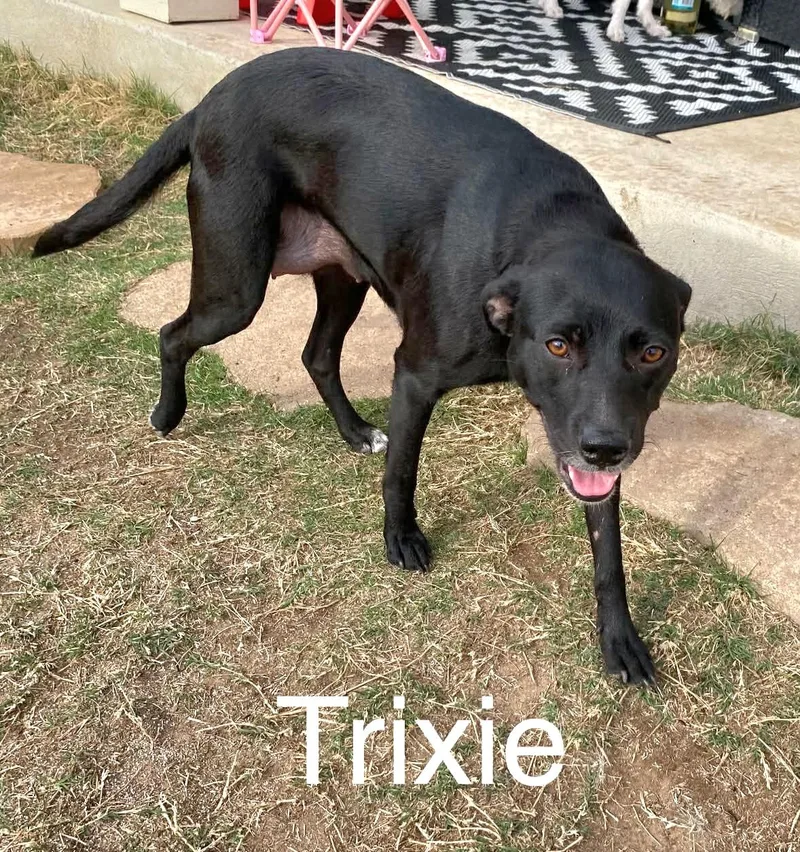 Trixie