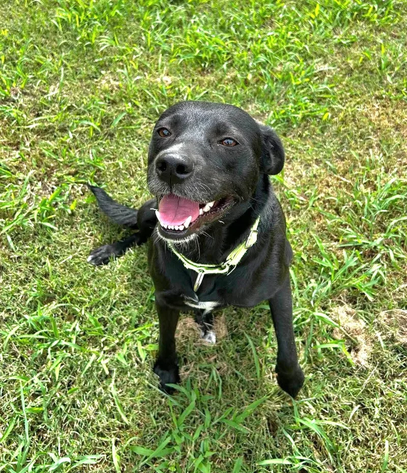 Trixie thumbnail 5