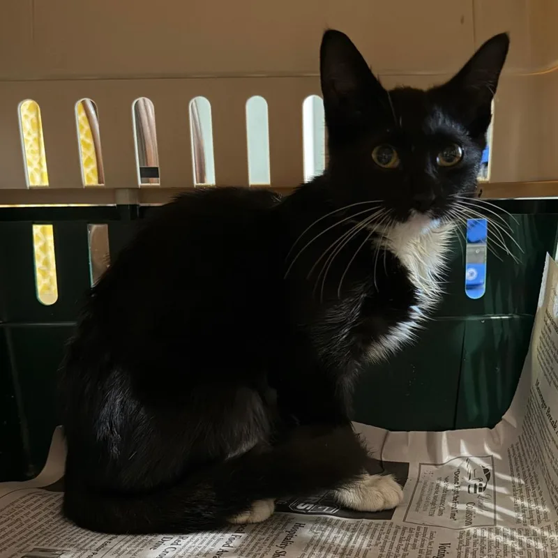 A baby small-sized female Black Domestic Short Hair cat named Boof for adoption in Sequatchie, TN