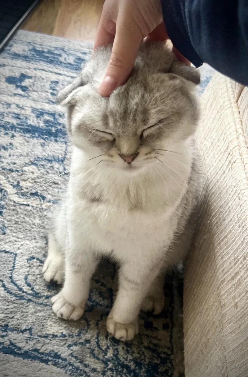 A baby medium-sized female Scottish Fold cat named Rosemarie for adoption in Brooklyn, NY