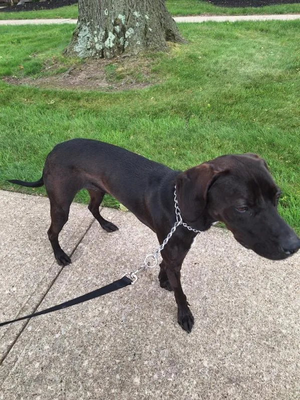 A young large-sized male Black Mixed Breed dog named Jasper for adoption in Parma, OH