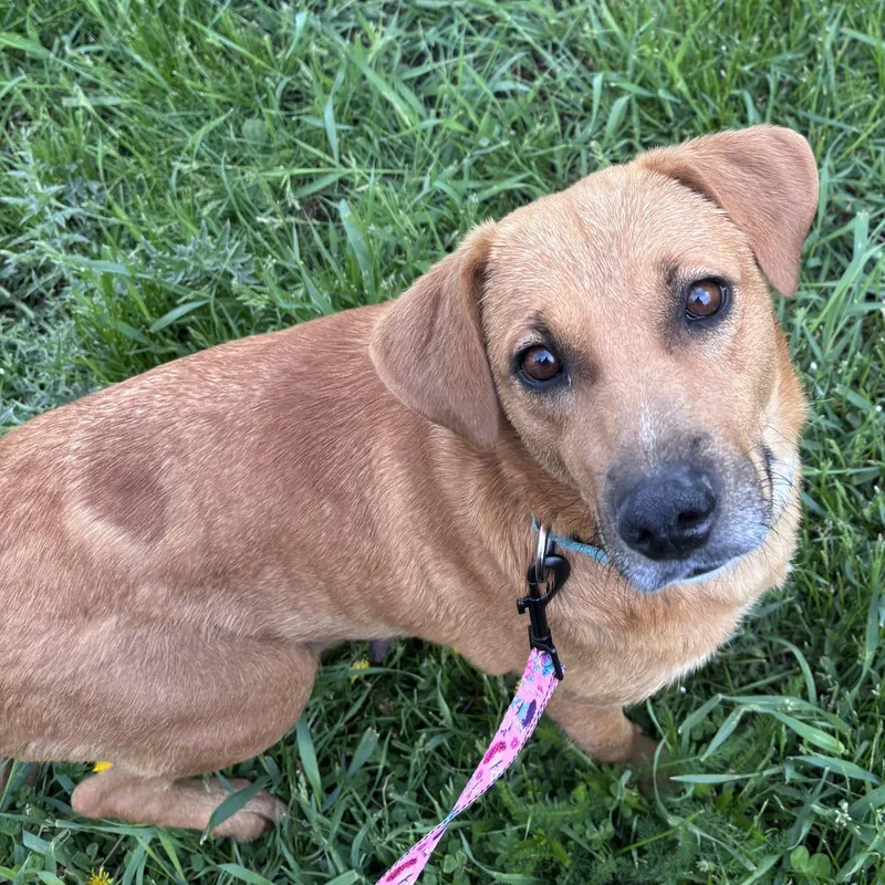 An adult medium-sized female Labrador Retriever dog named Sally for adoption in Brooklyn Center, MN