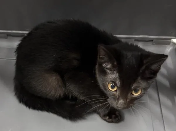 A baby small-sized female Domestic Short Hair cat named Nf Hollyhock for adoption in Lawrenceville, GA