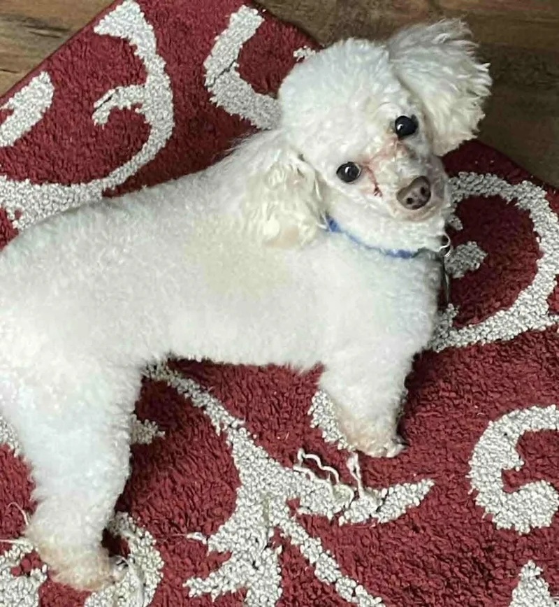 Poodle Toy  Baz thumbnail 3