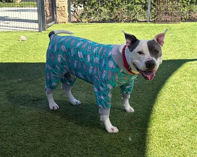 An adult large-sized male Pit Bull Terrier dog named Cass for adoption in Tustin, CA