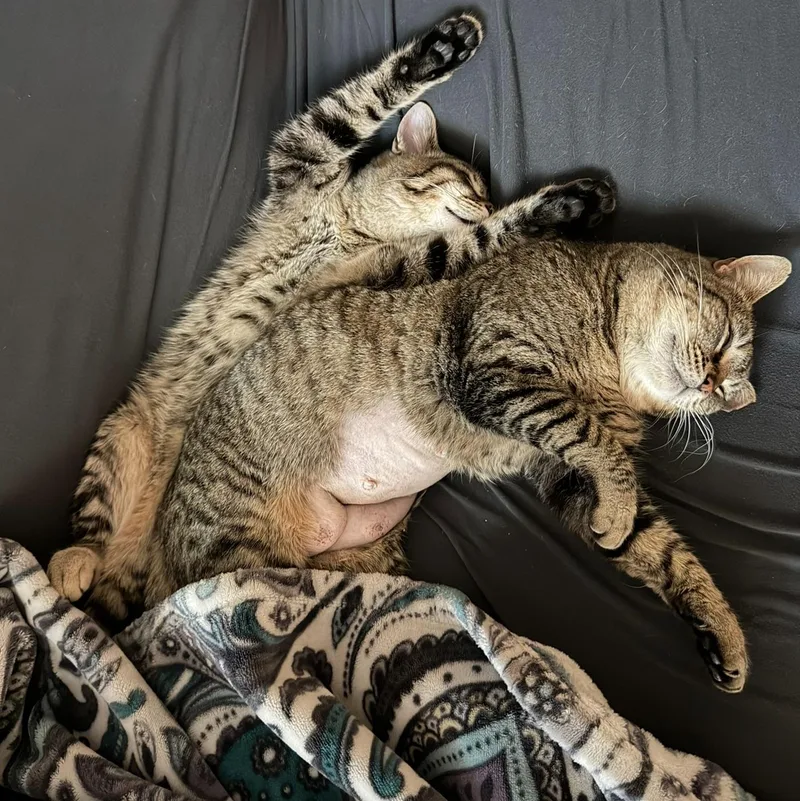 An adult medium-sized female Tabby (Brown / Chocolate) Tabby cat named Tonita for adoption in Sacramento, CA