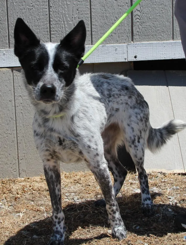 A young medium-sized female Cattle Dog dog named Hilary for adoption in Vacaville, CA