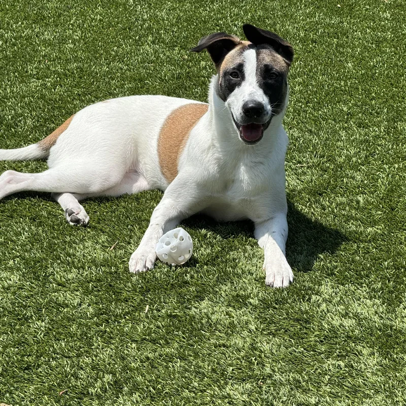 A baby medium-sized female Belgian Shepherd / Malinois dog named Rosie for adoption in San Antonio, TX