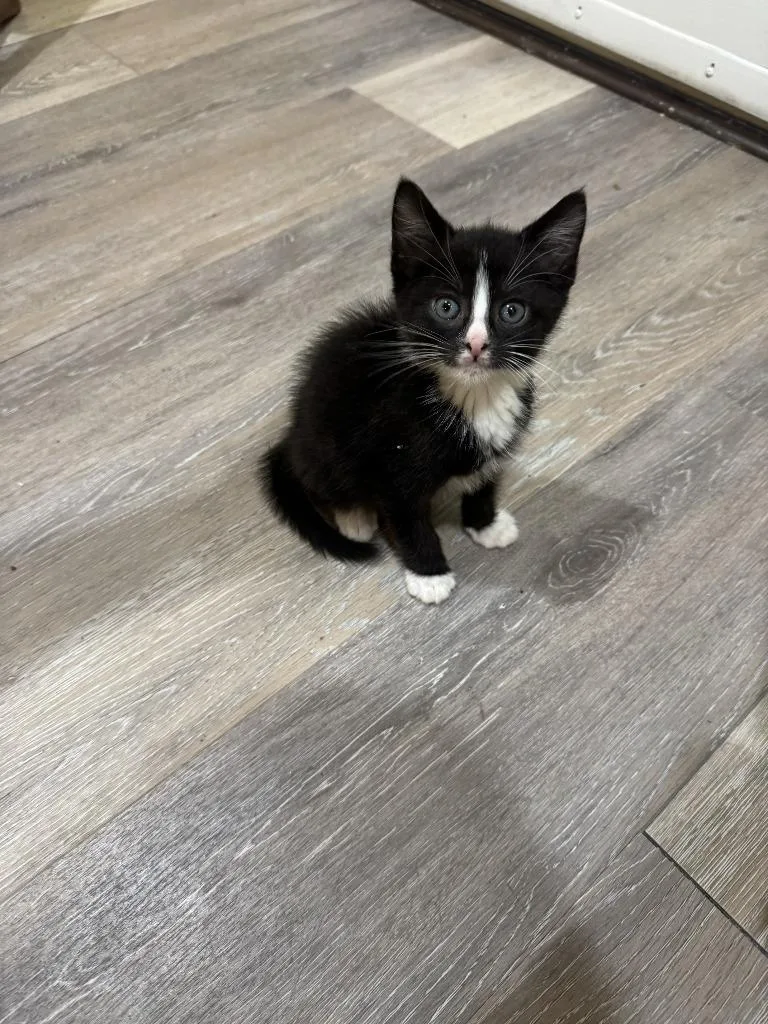 A baby medium-sized male Domestic Short Hair cat named Chives for adoption in Pomona, NY