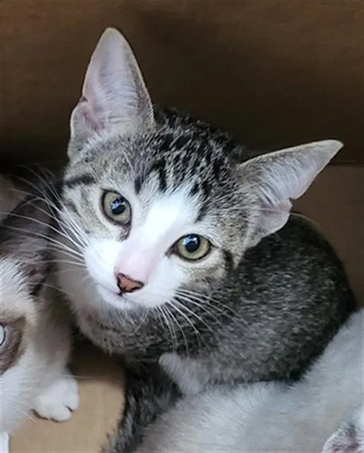 A baby medium-sized female Domestic Medium Hair cat named Esme for adoption in Dallas, TX