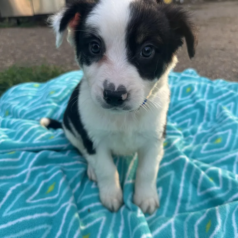 A baby medium-sized male Tricolor (Brown, Black, & White) Australian Cattle Dog / Blue Heeler dog named Ringo for adoption in Mount Juliet, TN