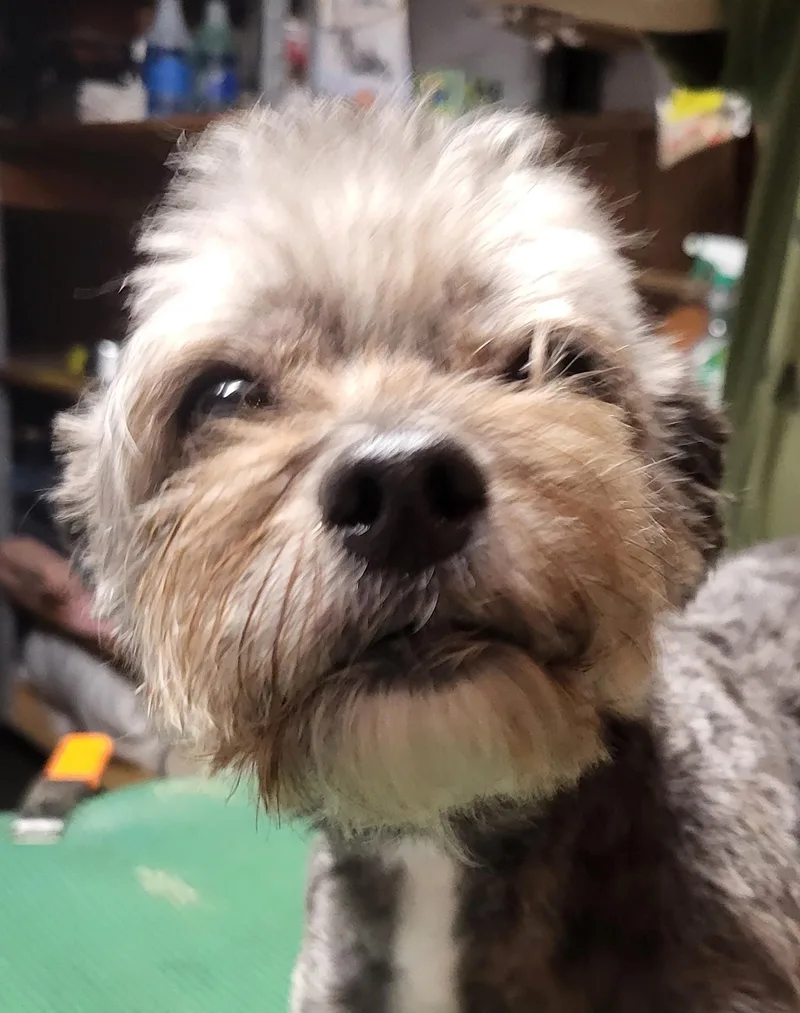 An adult small-sized female Gray / Blue / Silver Yorkshire Terrier dog named Penelope for adoption in Silver Spring, MD