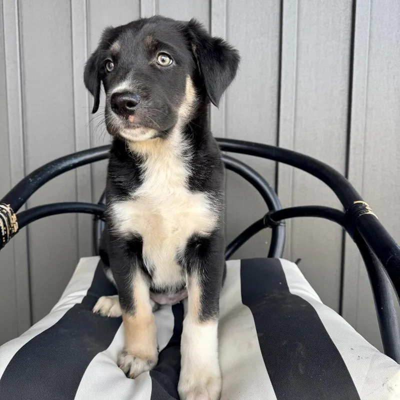 A baby small-sized female Black Rottweiler dog named Juno for adoption in Crystal, MN