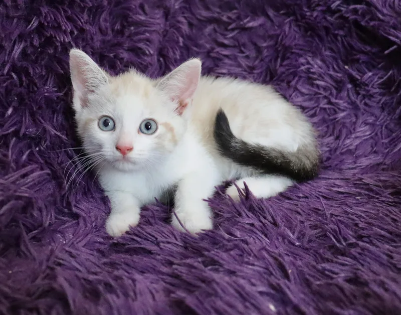 A baby medium-sized female Cream Point Siamese cat named Melody for adoption in Saint Augustine, FL