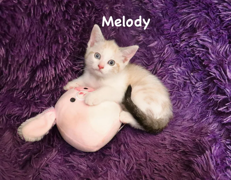 Melody thumbnail 5