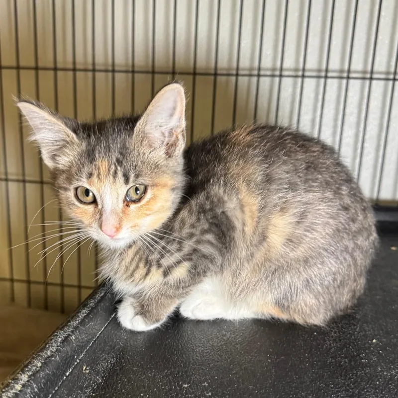 A baby medium-sized female Domestic Short Hair cat named Splash for adoption in Saginaw, MI