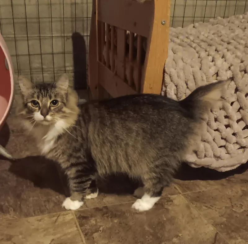 A young medium-sized female Tabby (Brown / Chocolate) Maine Coon cat named Katniss for adoption in North East, MD