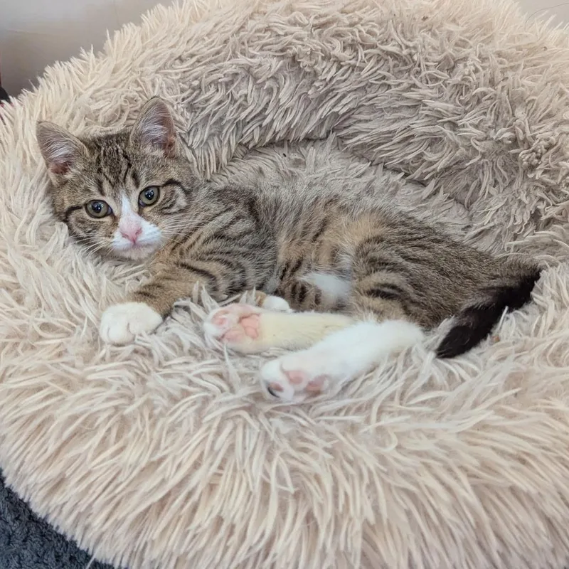 Sweet & Spunky Pomegranate thumbnail 2