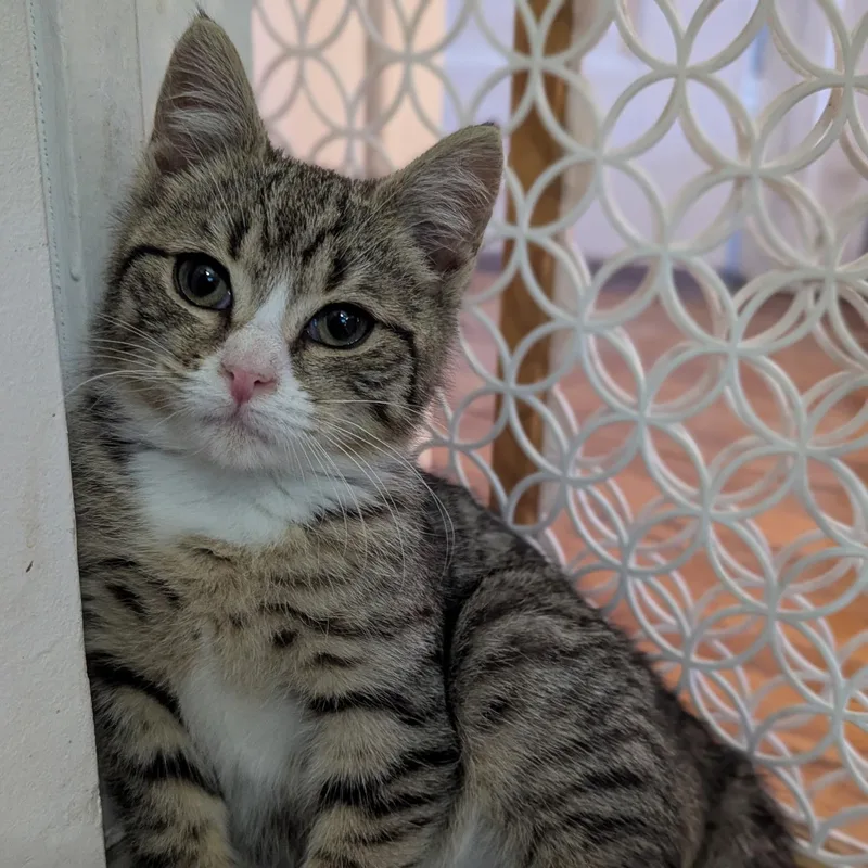 Sweet & Spunky Pomegranate