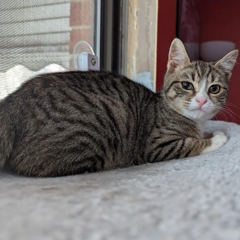 Sweet & Spunky Pomegranate thumbnail 4