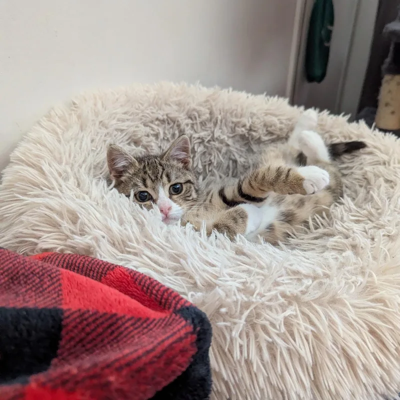 Sweet & Spunky Pomegranate thumbnail 6