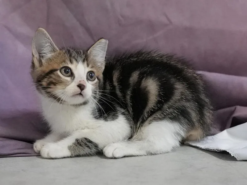 A baby medium-sized male Domestic Short Hair cat named Autumn for adoption in Springfield, GA