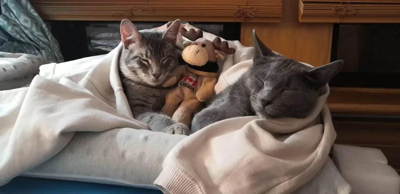 A young medium-sized male Gray / Blue / Silver Russian Blue cat named Figgy for adoption in Flushing, NY