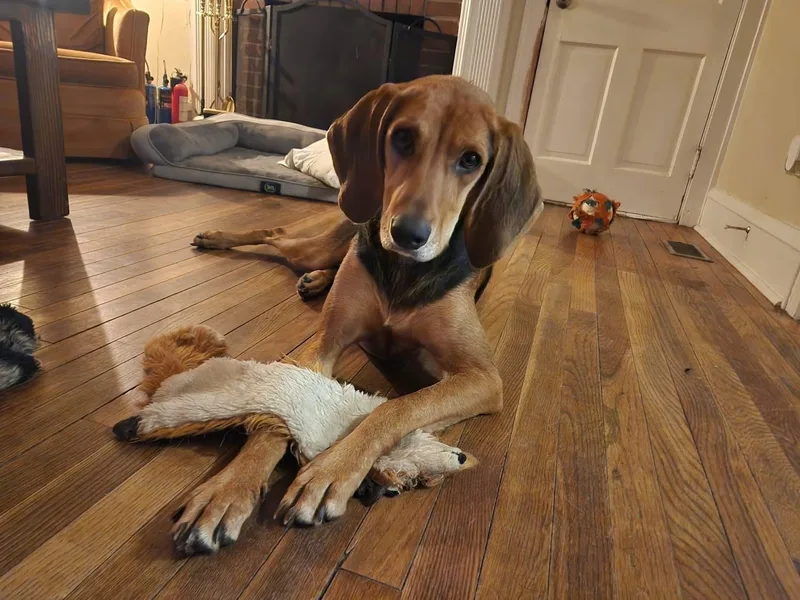 A young medium-sized female Bicolor Coonhound dog named Dodger for adoption in Aberdeen, NC