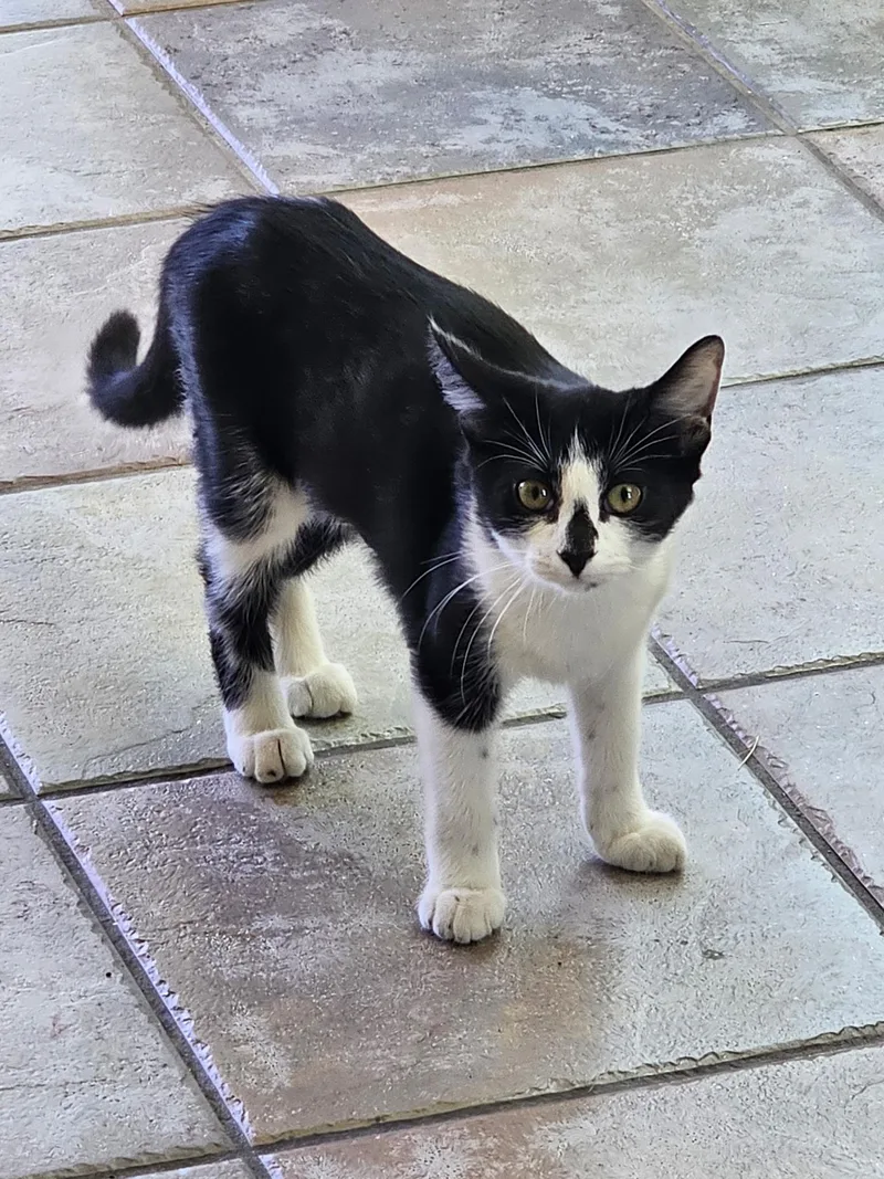 Oreo