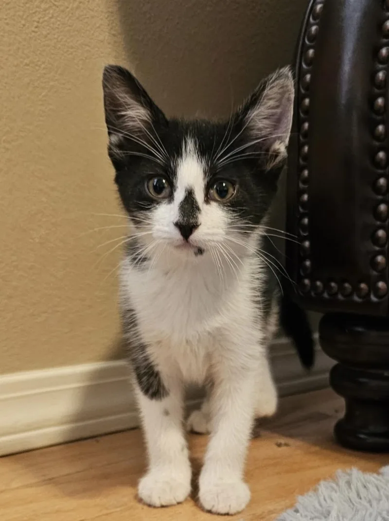 Oreo thumbnail 3