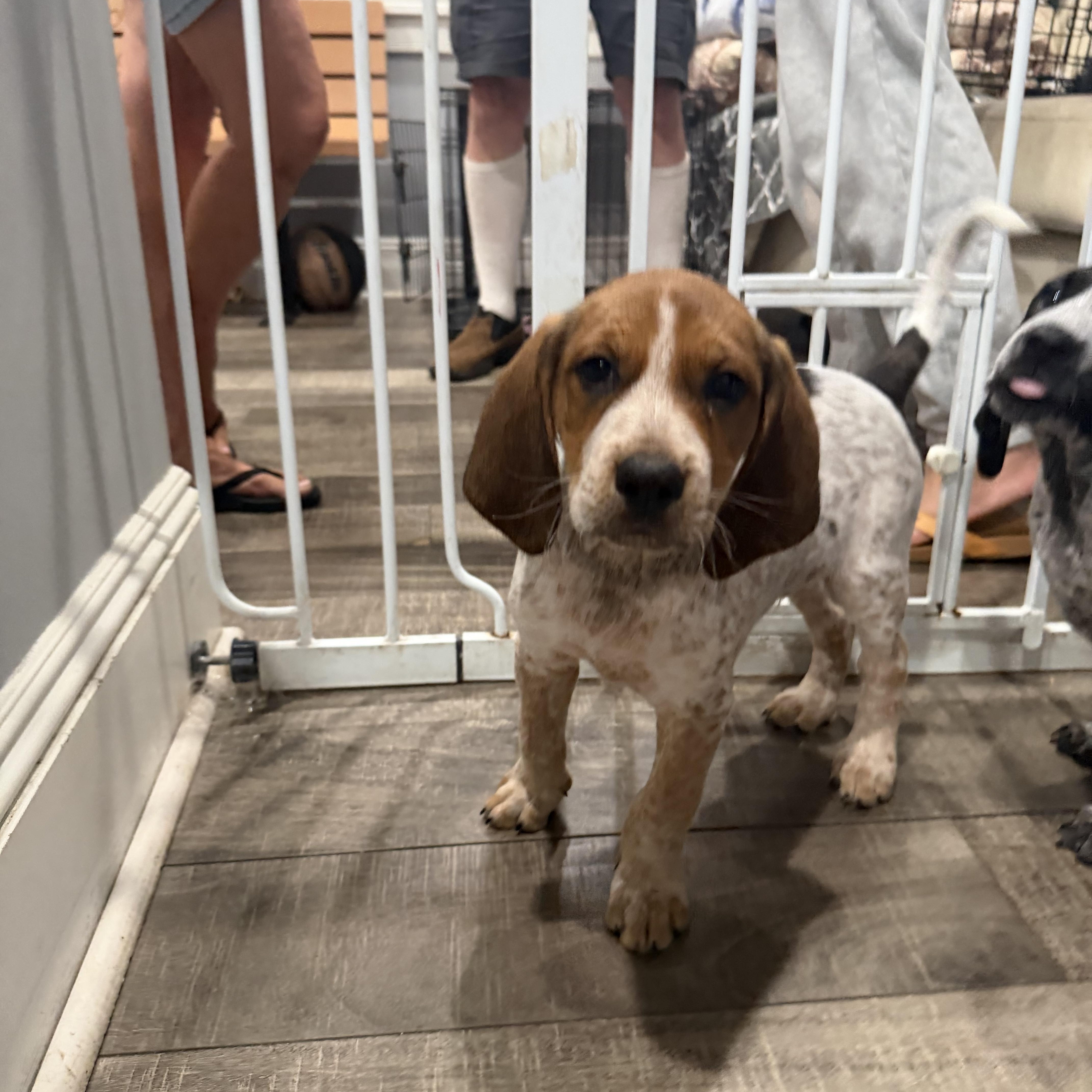 A baby medium-sized male German Shorthaired Pointer dog named Haaland for adoption in Mahwah, NJ