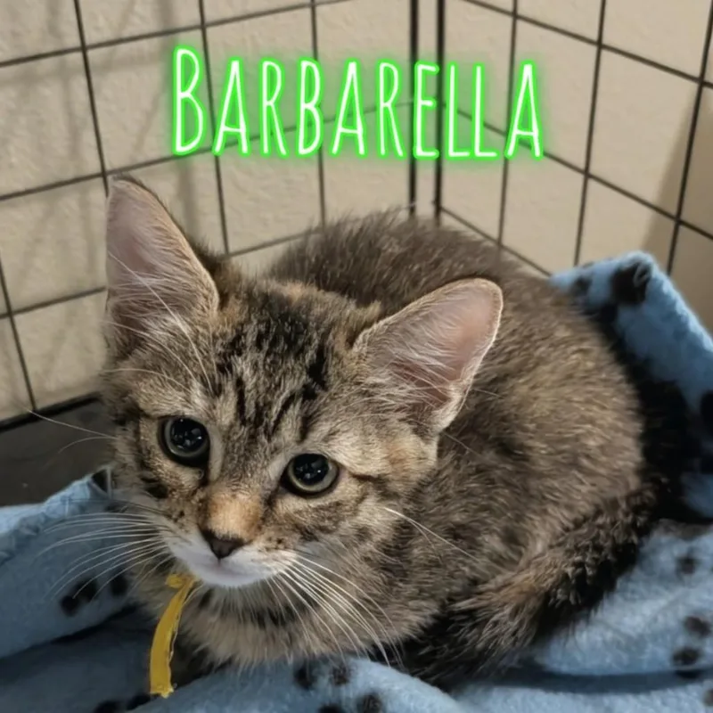 A baby small-sized female Brown / Chocolate Domestic Short Hair cat named Barbarella for adoption in Westminster, CA