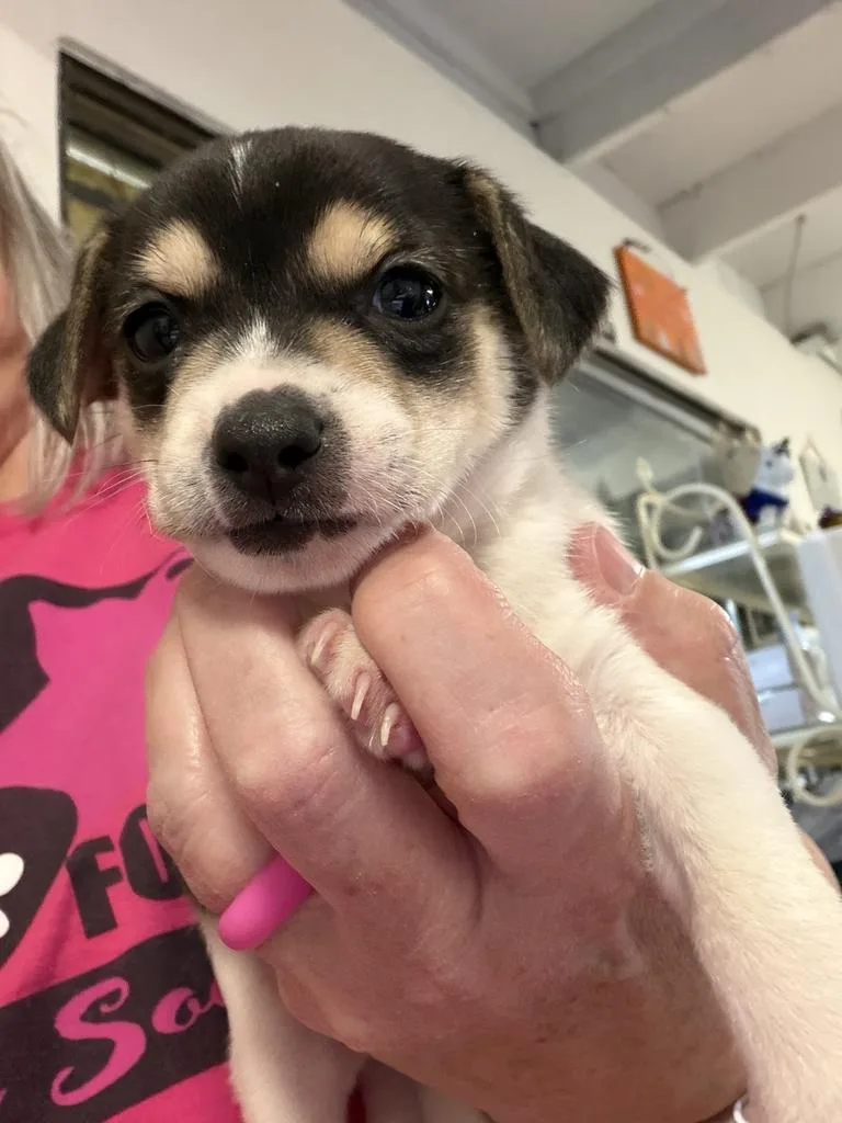 A baby small-sized male Chihuahua dog named Roman for adoption in Pahrump, NV