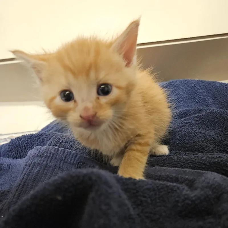 A baby small-sized male Orange / Red Domestic Short Hair cat named Bashful for adoption in Ringtown, PA