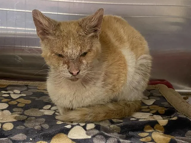 An adult medium-sized male Domestic Short Hair cat named Ranger for adoption in Tustin, CA