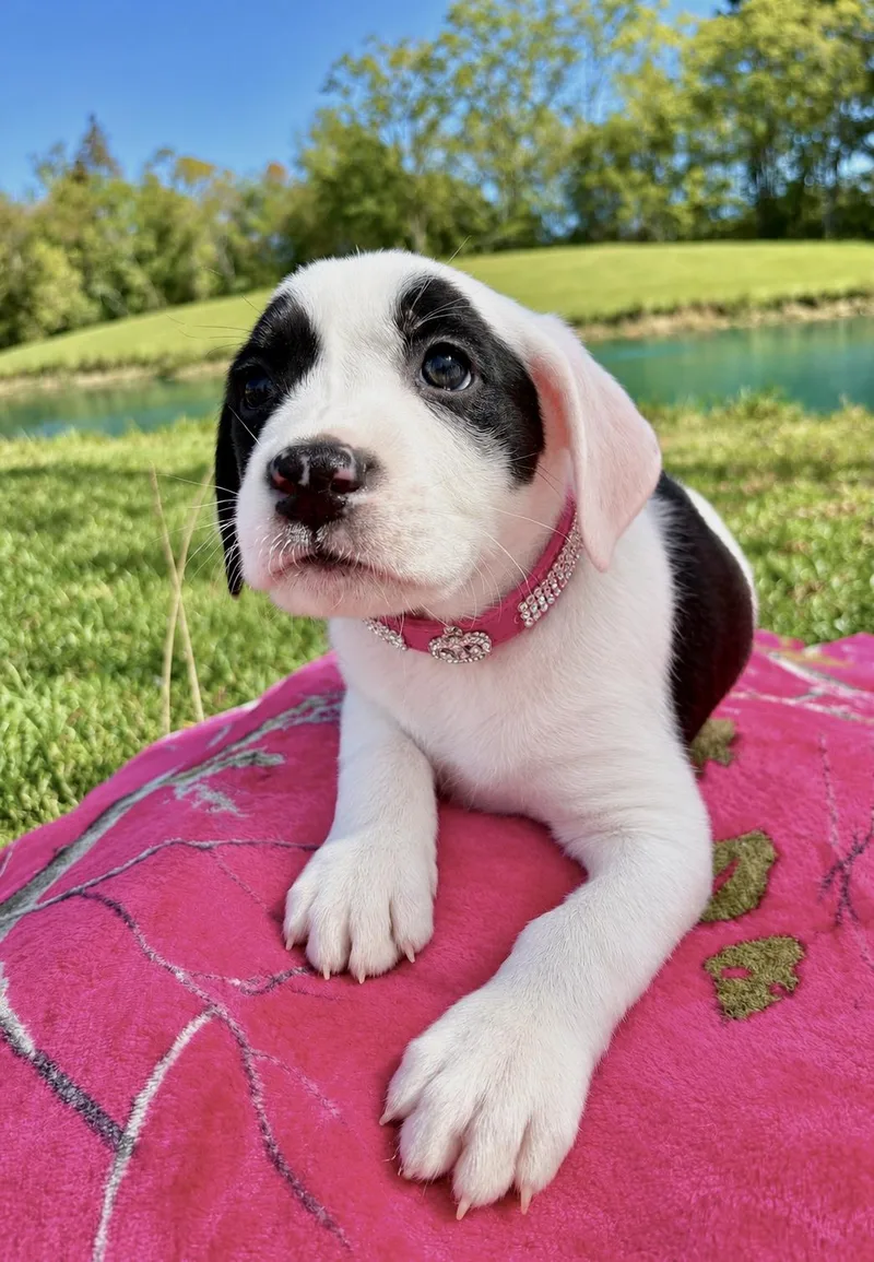 A baby medium-sized female Black Boxer dog named Jolene for adoption in Pittsboro, NC