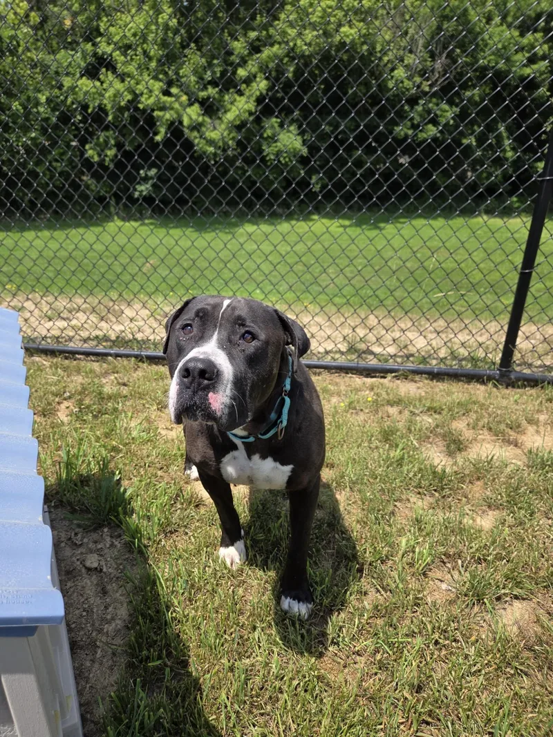 An adult large-sized male Black American Bulldog dog named Micro Machine for adoption in Shepherdsville, KY