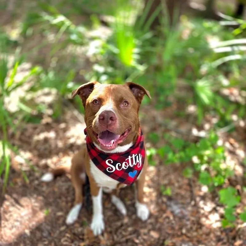 An adult large-sized male Brown / Chocolate Mixed Breed dog named Scotty for adoption in Port Charlotte, FL