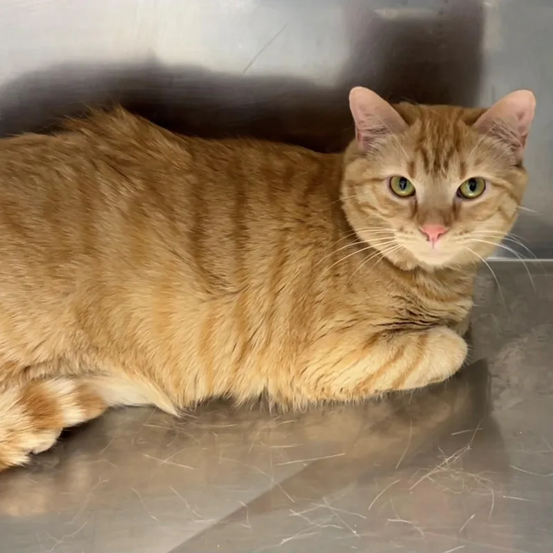 An adult medium-sized female Tabby (Orange / Red) Domestic Short Hair cat named Marigold for adoption in Edinburg, VA