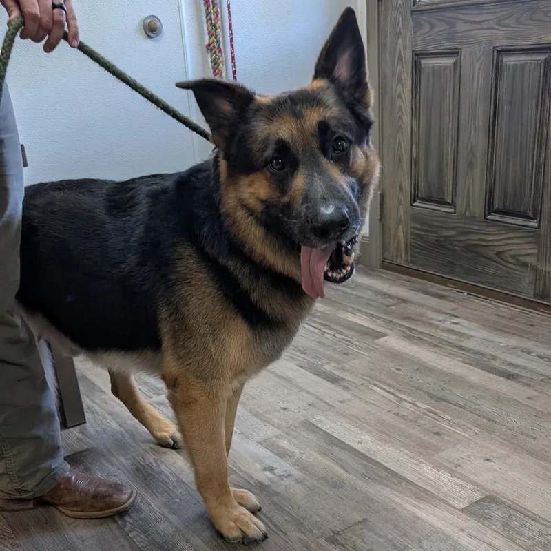 An adult extra large-sized male Black German Shepherd Dog dog named Clyde for adoption in Buchanan Dam, TX