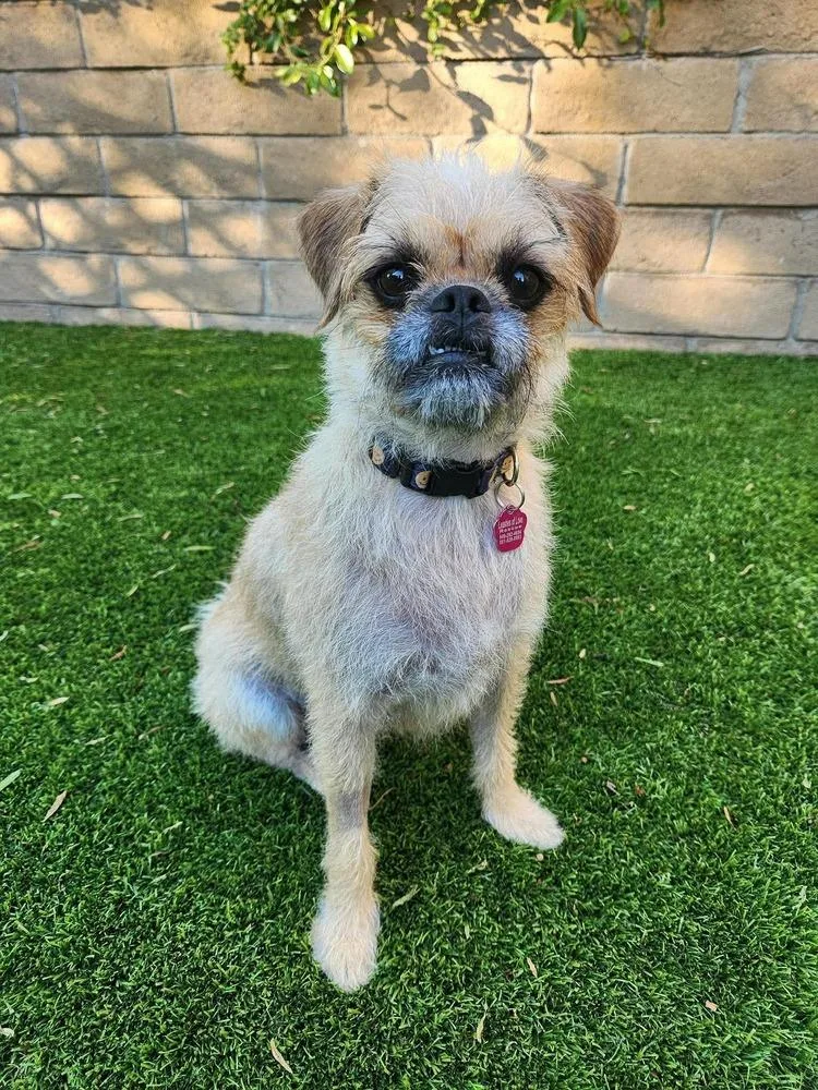 An adult medium-sized female Brown / Chocolate Pug dog named Everest for adoption in Mission Viejo, CA