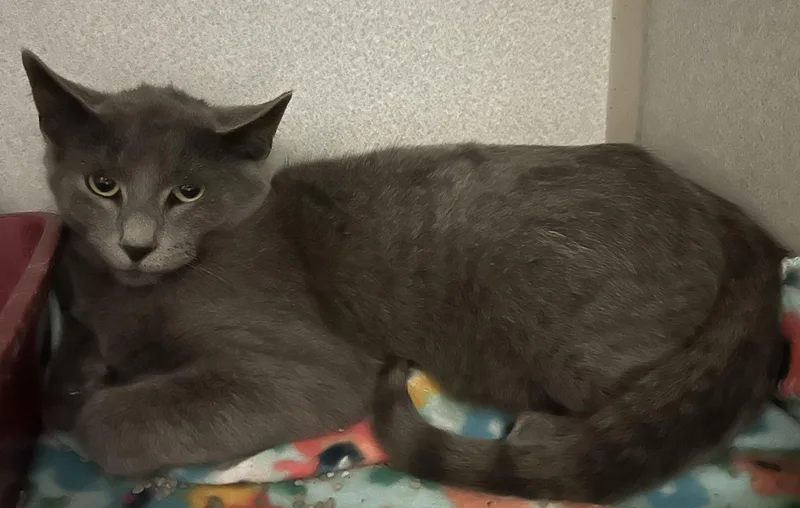 A baby medium-sized male Gray / Blue / Silver Domestic Short Hair cat named Relish for adoption in Mason City, IA