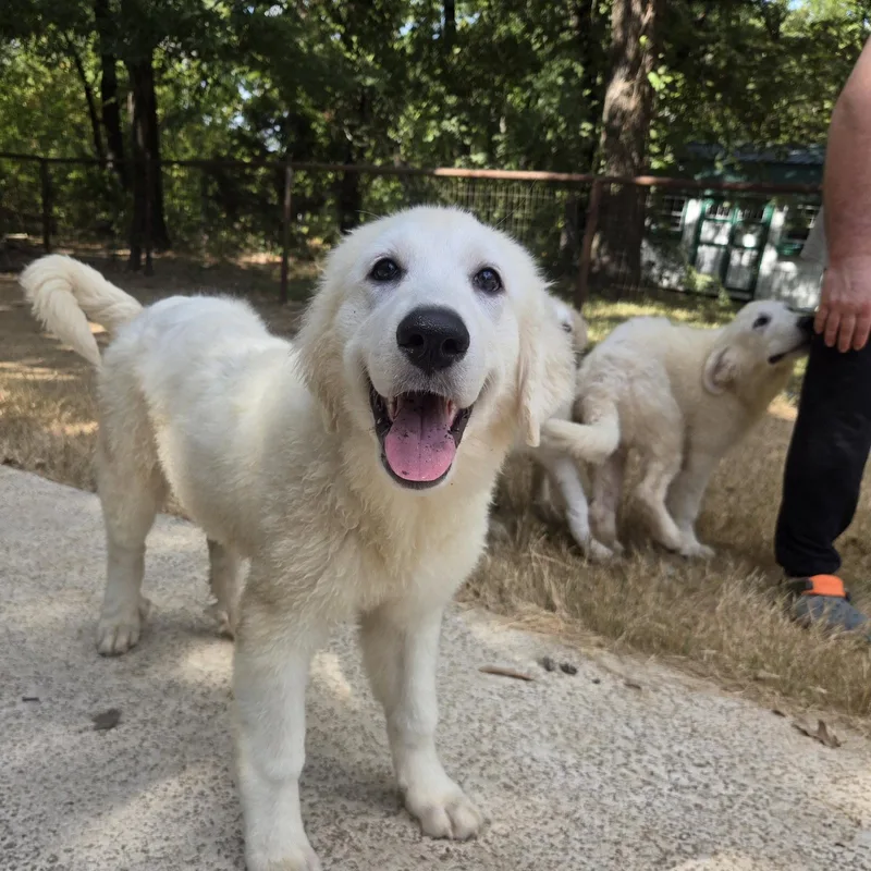 A baby large-sized male White / Cream Great Pyrenees dog named Truffles for adoption in Spring, TX