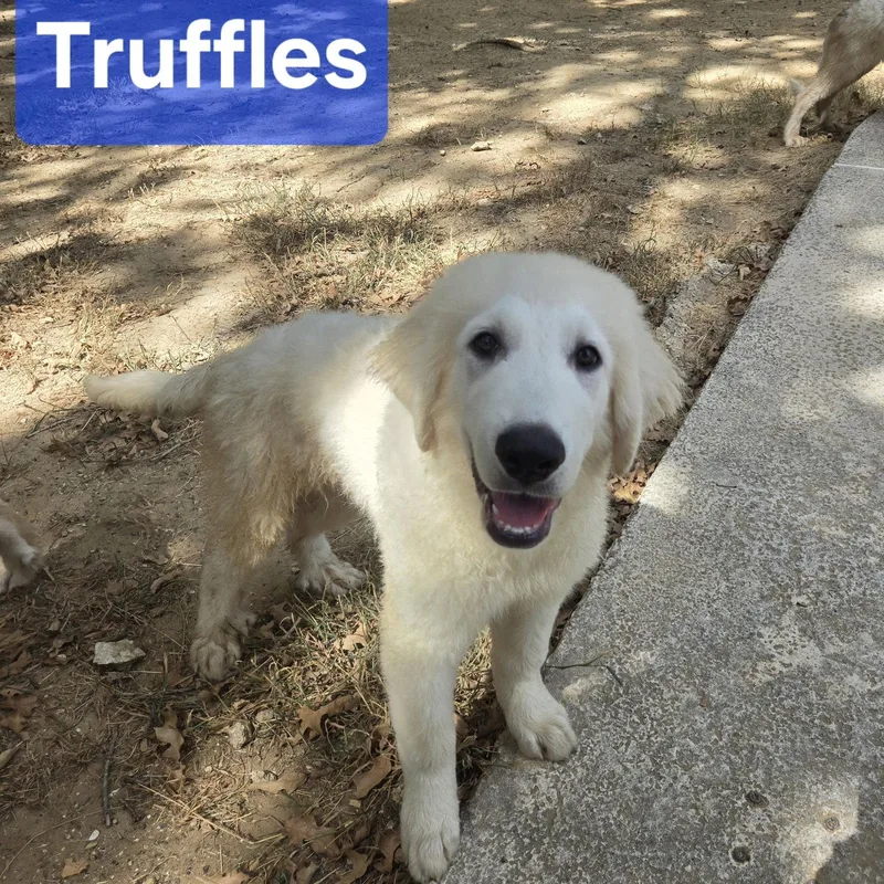 Truffles thumbnail 2