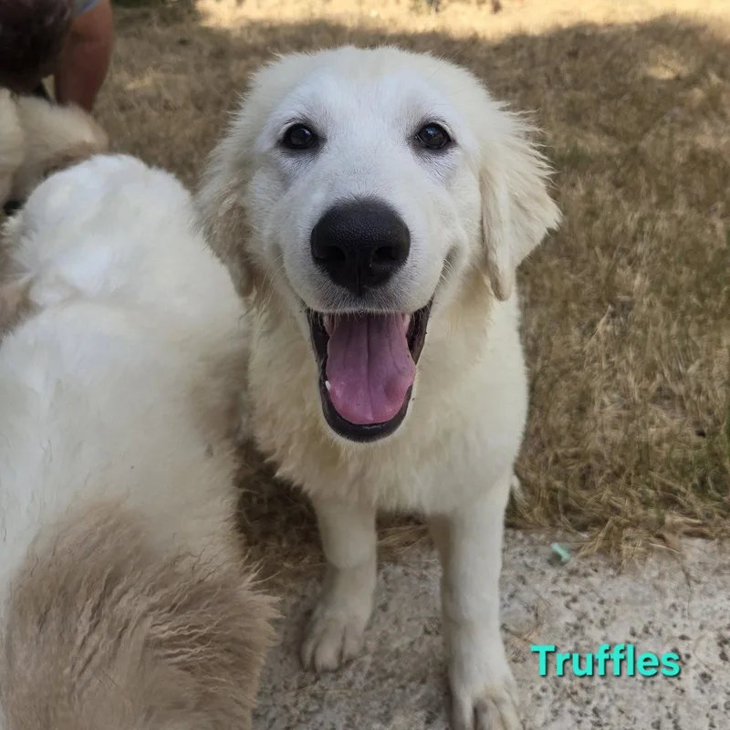 Truffles thumbnail 3