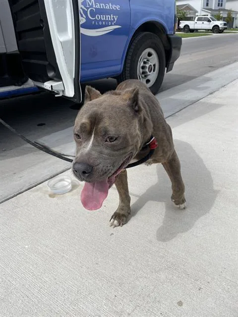 An adult large-sized male Mixed Breed dog named Beaux for adoption in Palmetto, FL