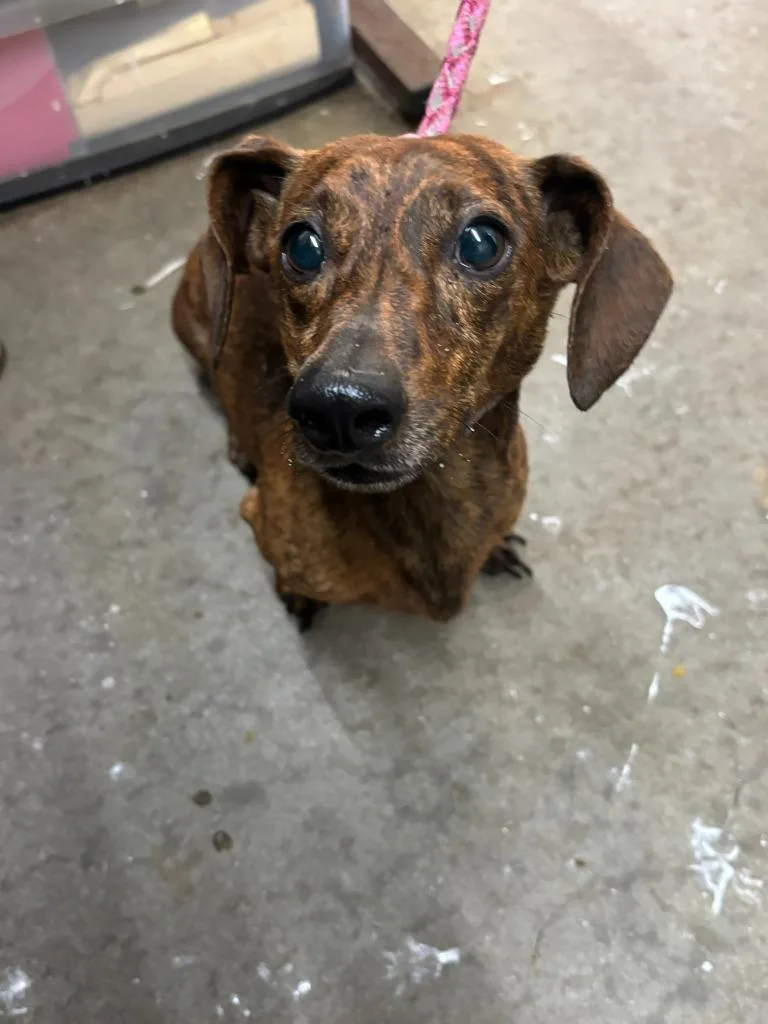 A young medium-sized male Dachshund dog named Peanut for adoption in Swainsboro, GA