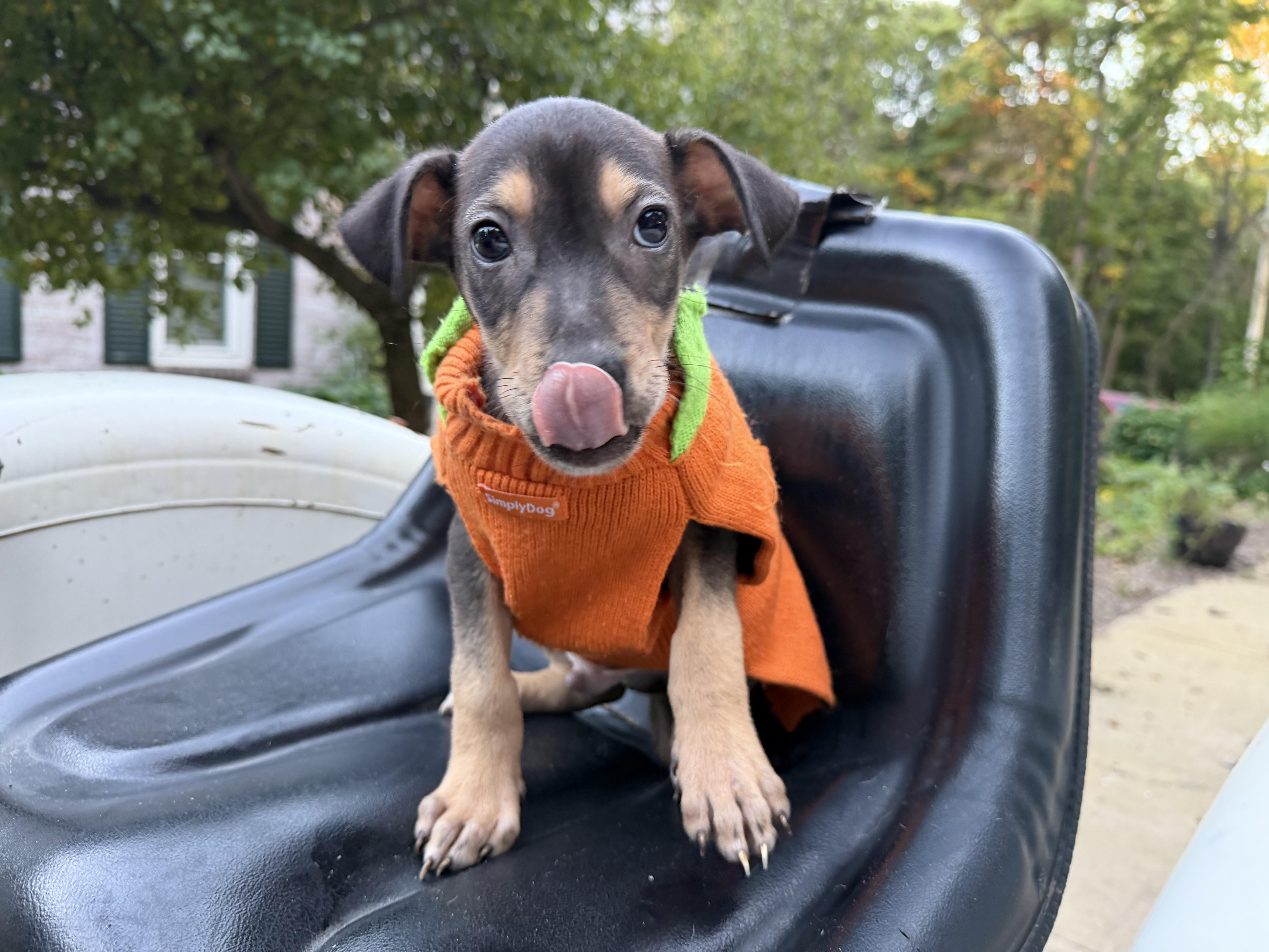 A baby medium-sized male Doberman Pinscher dog named Ritz for adoption in fennville, MI