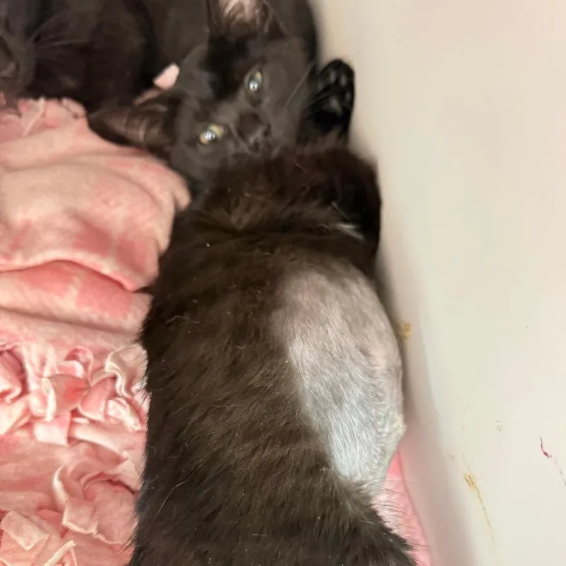 A baby small-sized female Black Domestic Short Hair cat named Poblano for adoption in Salt Lake City, UT
