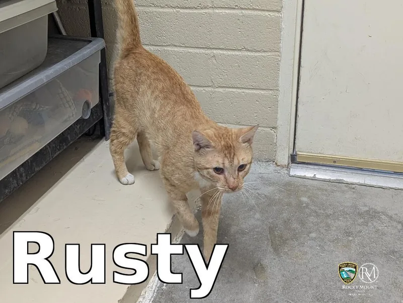 An adult medium-sized male Domestic Short Hair cat named Rusty for adoption in Rocky Mount, NC